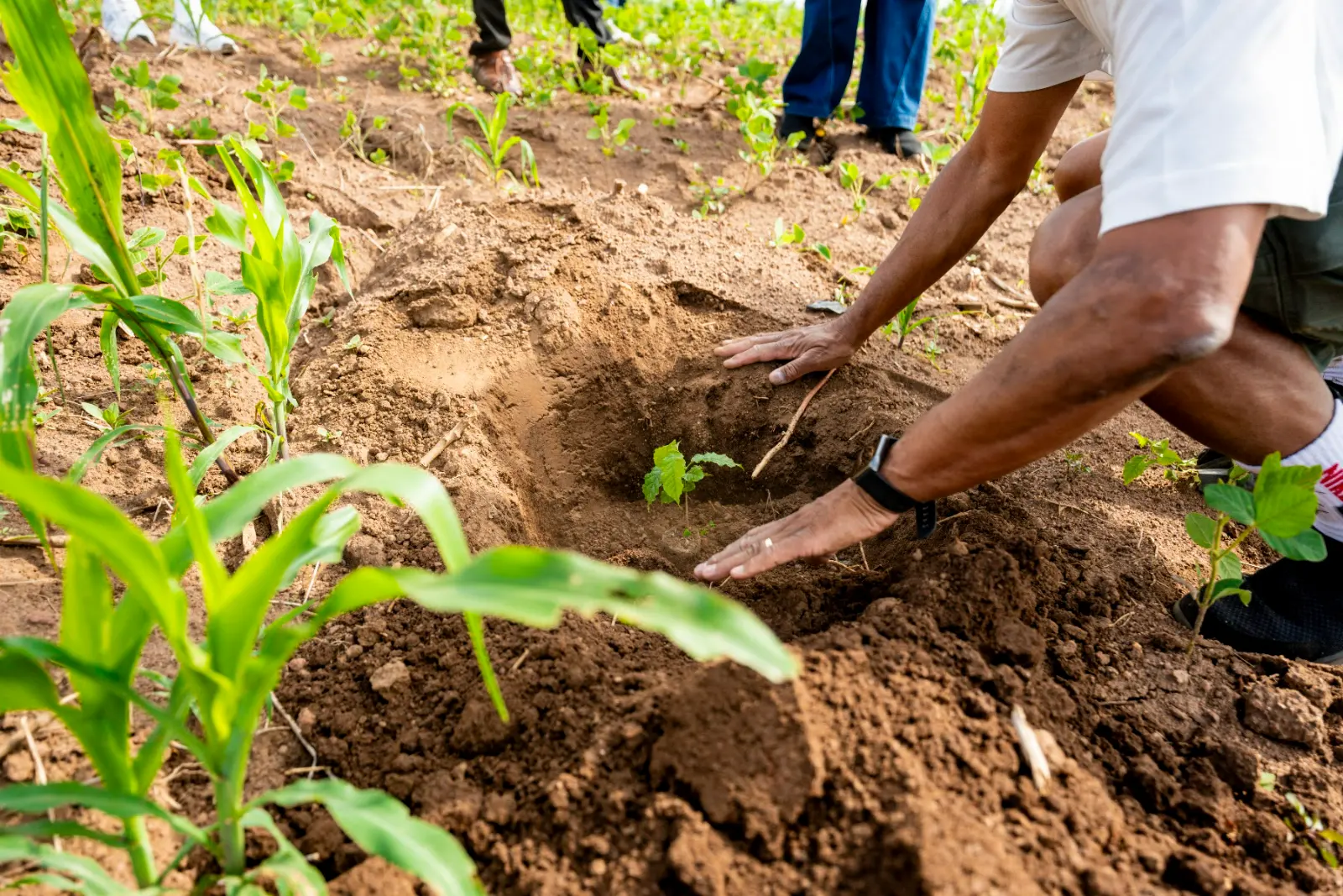 Planting trees