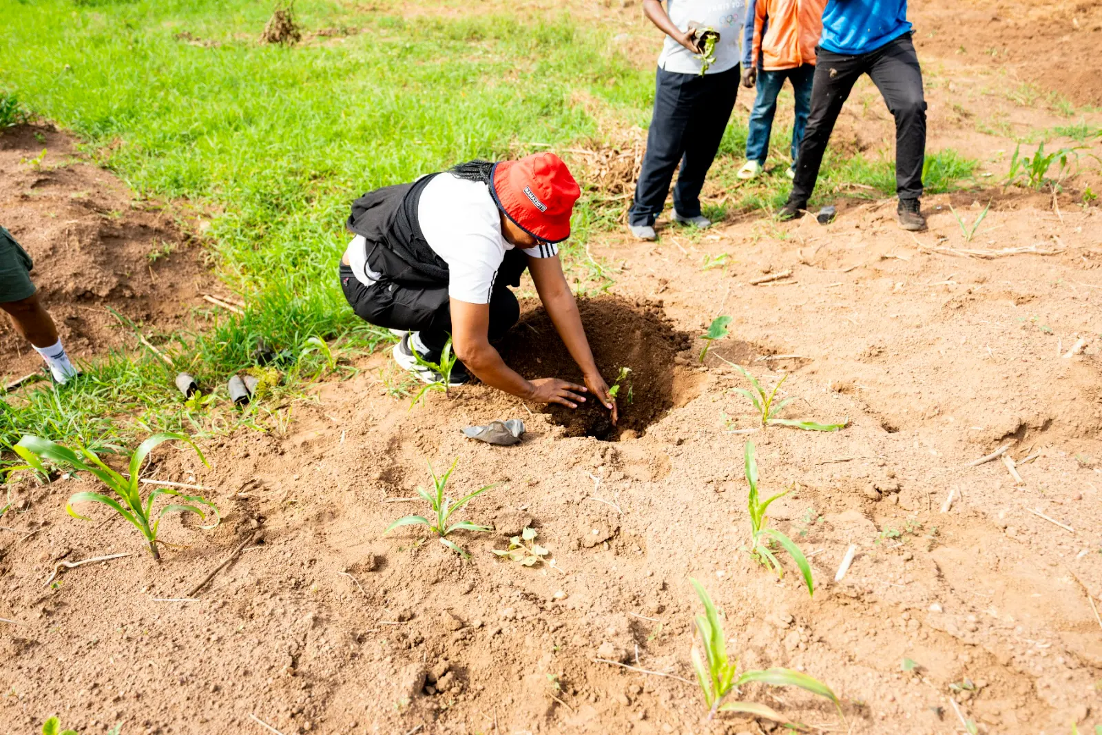 Planting on the hillside