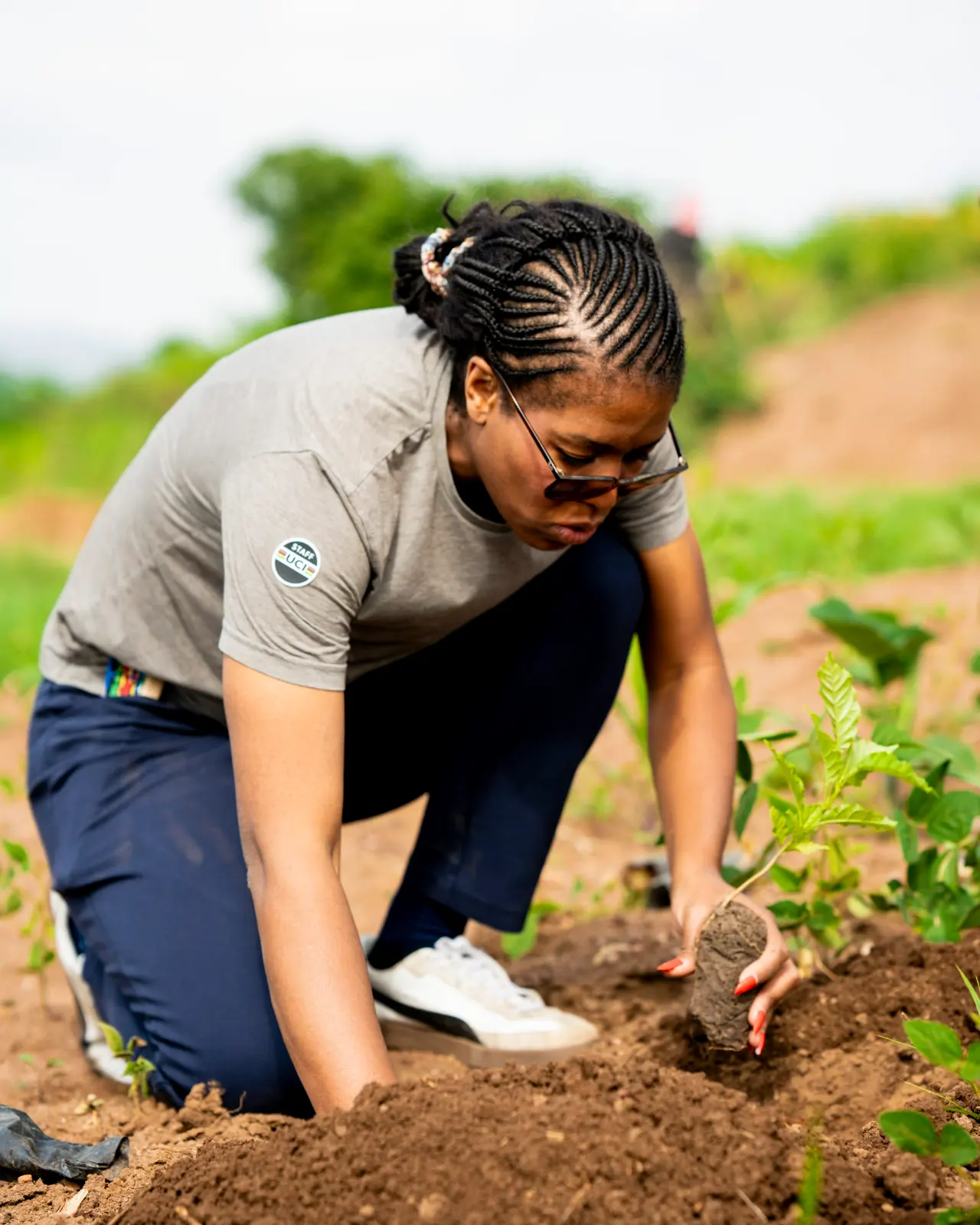 Planting a seedling